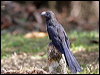 Thumbnail link to gallery of Smooth-billed Ani