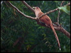 Thumbnail link to gallery of Squirrel Cuckoo