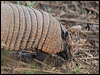 Click here to enter gallery and see photos/pictures/images of Six-banded Armadillo