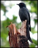 Click here to enter gallery and see photos/pictures/images of Ashy Drongo
