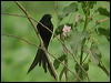 Click here to enter gallery and see photos/pictures/images of Black Drongo