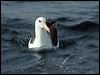 Click here to enter gallery and see photos of Black-browed Albatross