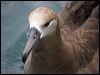 Click here to enter gallery and see photos of Black-footed Albatross