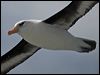 Click here to enter gallery and see photos of Campbell Albatross