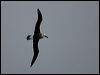 Click here to enter gallery and see photos/pictures/images of Grey-headed Albatross