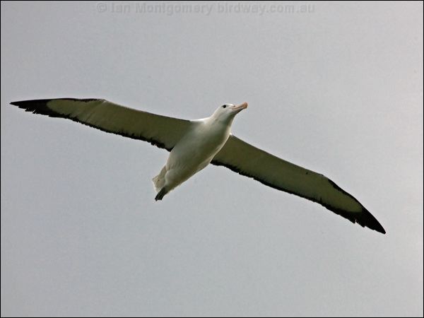 Northern Royal Albatross n_royal_albatross_122657.psd