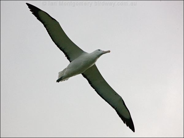 Northern Royal Albatross n_royal_albatross_122659.psd