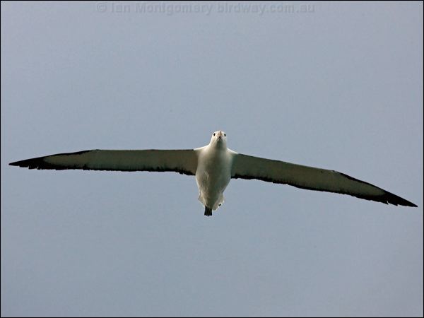Northern Royal Albatross n_royal_albatross_122661.psd