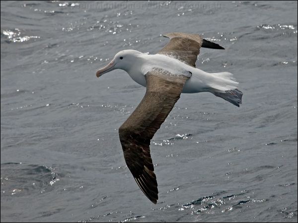 Northern Royal Albatross n_royal_albatross_127104.psd