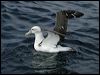 Click here to enter gallery and see photos of Shy Albatross