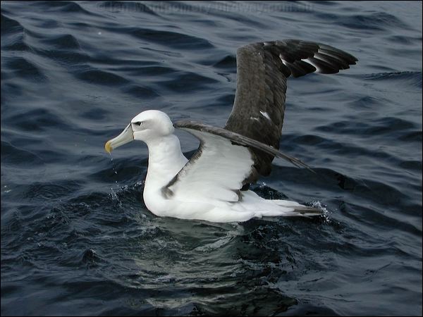 Shy Albatross shy_albatross_03549.psd