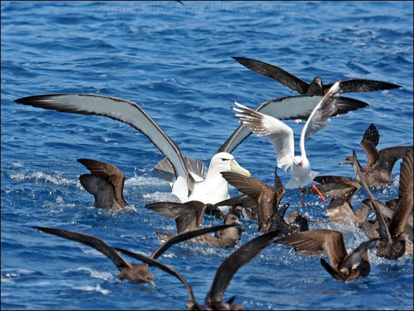 Shy Albatross shy_albatross_43826.psd
