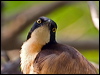Click here to enter gallery and see photos of Black-capped Donacobius
