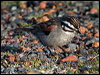 Click here to enter gallery and see photos/pictures/images of Cape Bunting