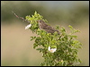 Click here to enter gallery and see photos/pictures/images of Corn Bunting