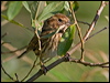 reed_bunting_140340
