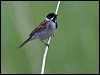 Click here to enter gallery and see photos/pictures/images of Common Reed Bunting