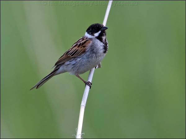Common Reed Bunting reed_bunting_143390.psd