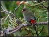 Click here to enter gallery and see photos of Beautiful Firetail