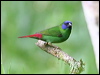 Click here to enter gallery and see photos of Blue-faced Parrot-Finch