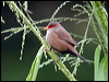 Click here to enter gallery and see photos of Common Waxbill