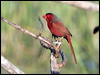 Click here to enter gallery and see photos of Crimson Finch