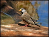 Click here to enter gallery and see photos of Long-tailed Finch