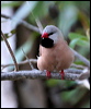 long_tailed_finch_33569