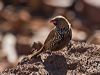 painted_finch_215193