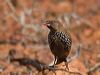 painted_finch_215194