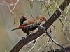 painted_finch_215200