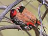 Click here to enter gallery and see photos of Painted Finch/Firetail