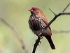 painted_finch_33340
