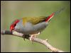Click here to enter gallery and see photos of Red-browed Finch