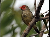 Click here to enter gallery and see photos of Star Finch