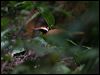 Click here to enter gallery and see photos of (Malaysian) Rail Babbler