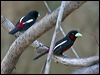 Click here to enter gallery and see photos of Black-and-red Broadbill
