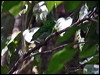 Click here to enter gallery and see photos of Asian Green Broadbill