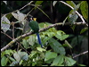 Click here to enter gallery and see photos of Long-tailed Broadbill