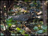 Click here to enter gallery and see photos/pictures/images of Sunbittern
