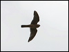 Click here to enter gallery and see photos of American Kestrel