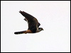 Click here to enter gallery and see photos of Aplomado Falcon