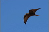 Click here to enter gallery and see photos of Black Falcon