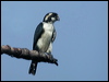 Click here to enter gallery and see photos of Black-thighed Falconet