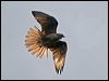 brown_falcon_182650