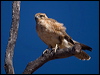 brown_falcon_187458