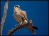 brown_falcon_187483