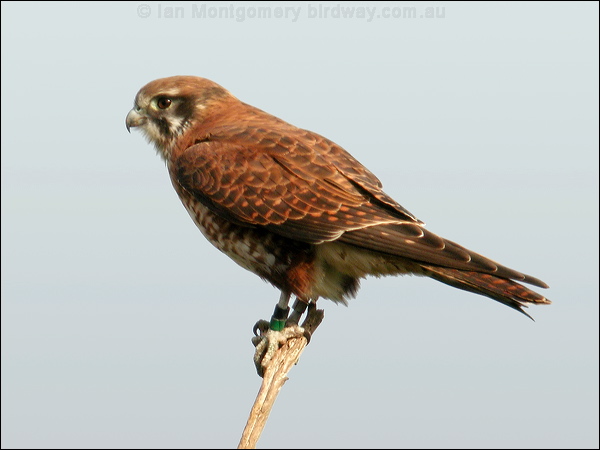 Brown Falcon brown_falcon_02620.psd