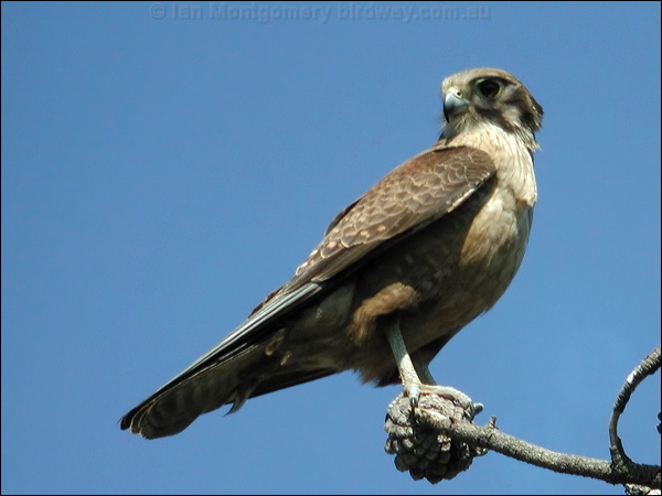 Brown Falcon brown_falcon_07246.psd