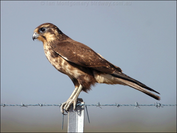 Brown Falcon brown_falcon_16418.psd